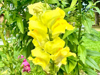 Lemon Sherbet Snapdragon Flower seeds for Planting Drought Tolerant Heirloom & GMO Free Seeds for Home Garden