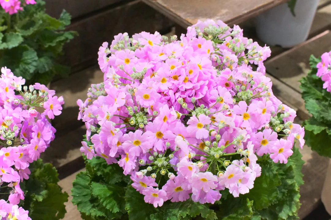 Heirloom Primula Malacoides Flower seeds for Planting Perfect for Borders Heirloom & GMO Free Seeds for Home Garden