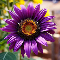 Purple Sunflower Flower seeds for Planting - Wildflower Mix, Heirloom & GMO Free Seeds for Home Garden