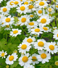 Feverfew Flower seeds for Planting Wildflower Mix Heirloom & GMO Free Seeds for Home Garden