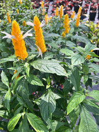 Yellow Pachystachys Lutea Flower seeds for Planting - Sun Loving, Heirloom & GMO Free Seeds for Home Garden