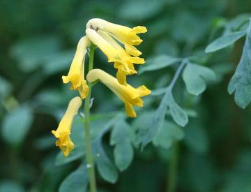 Corydalis Lutea Seeds for Planting  Yellow Flower Plant