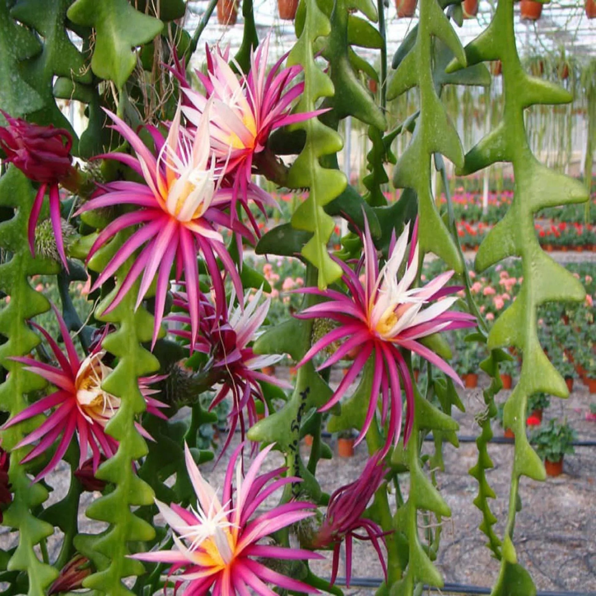 Epiphyllum Anguliger Flower seeds for Planting Bright Blooms Heirloom & GMO Free Seeds for Home Garden