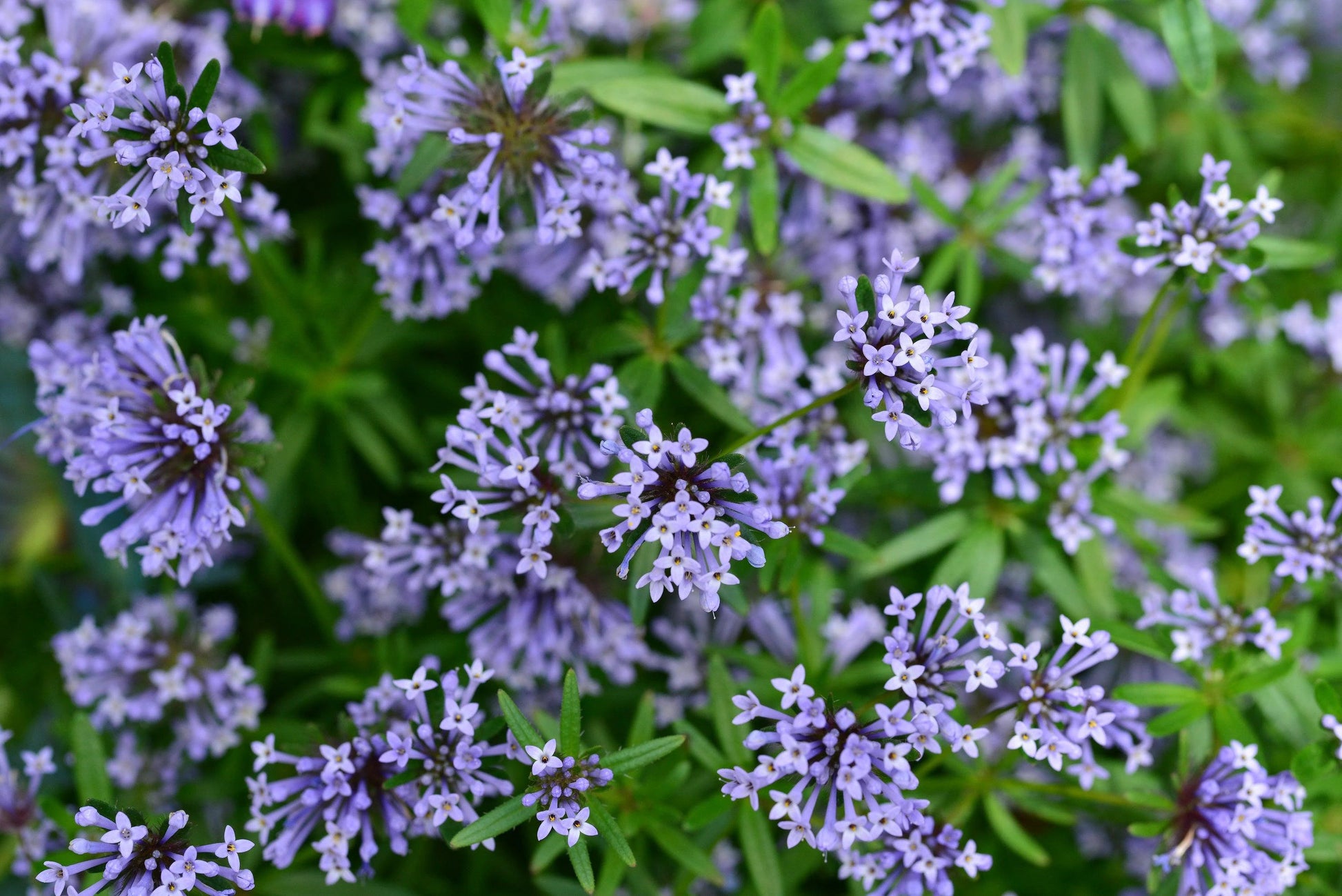 Blue Woodruff Flower seeds for Planting - Wildflower Mix, Heirloom & GMO Free Seeds for Home Garden