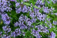 Blue Woodruff Flower seeds for Planting - Wildflower Mix, Heirloom & GMO Free Seeds for Home Garden