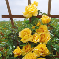 Gold Rose Flower seeds for Planting - Wildflower Mix, Heirloom & GMO Free Seeds for Home Garden