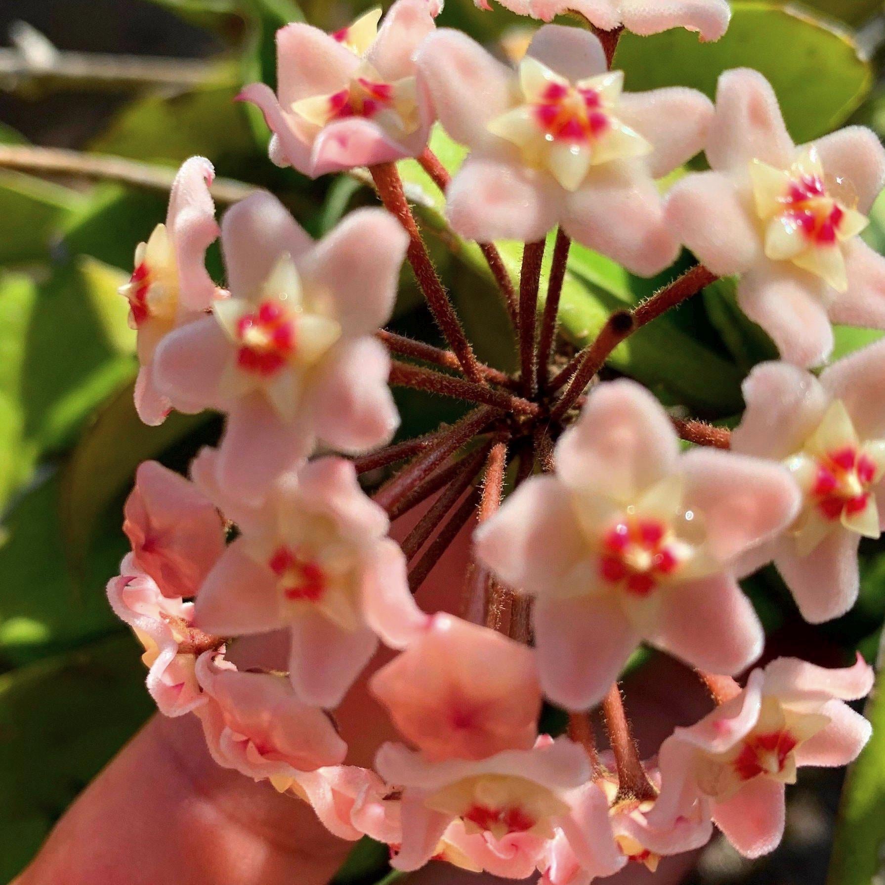 Light Pink Carnosa Flower Seeds Compact Growth Heirloom & GMO Free Seeds for Home Garden
 
 Sale
