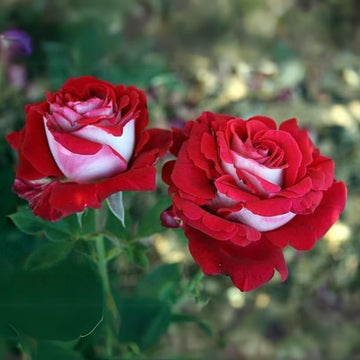 Rare Rose Flower Seeds for Planting | Unique Garden Blooms