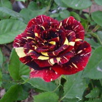 Red and Yellow Striped Rose Plant Seeds for Planting