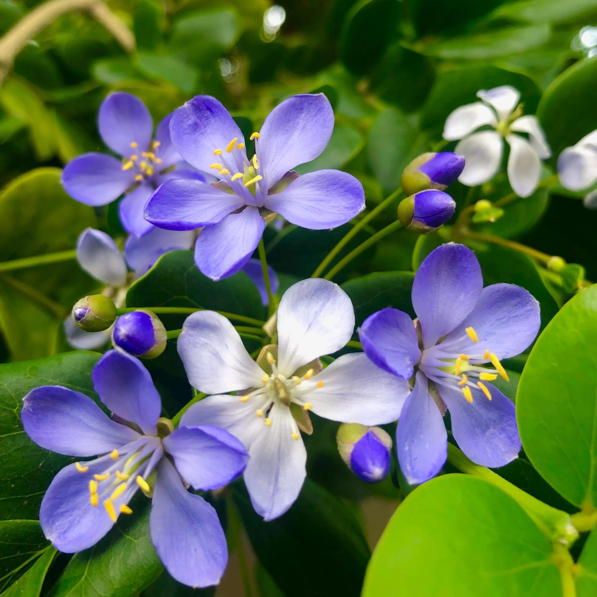 Blue Lignum Vitae Flower seeds for Planting - Wildflower Mix, Heirloom & GMO Free Seeds for Home Garden