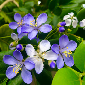 Lignum Flower seeds for Planting - Low Maintenance, Heirloom & GMO Free Seeds for Home Garden