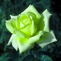 Green Rose Flower seeds for Planting - Long Bloom Season, Heirloom & GMO Free Seeds for Home Garden