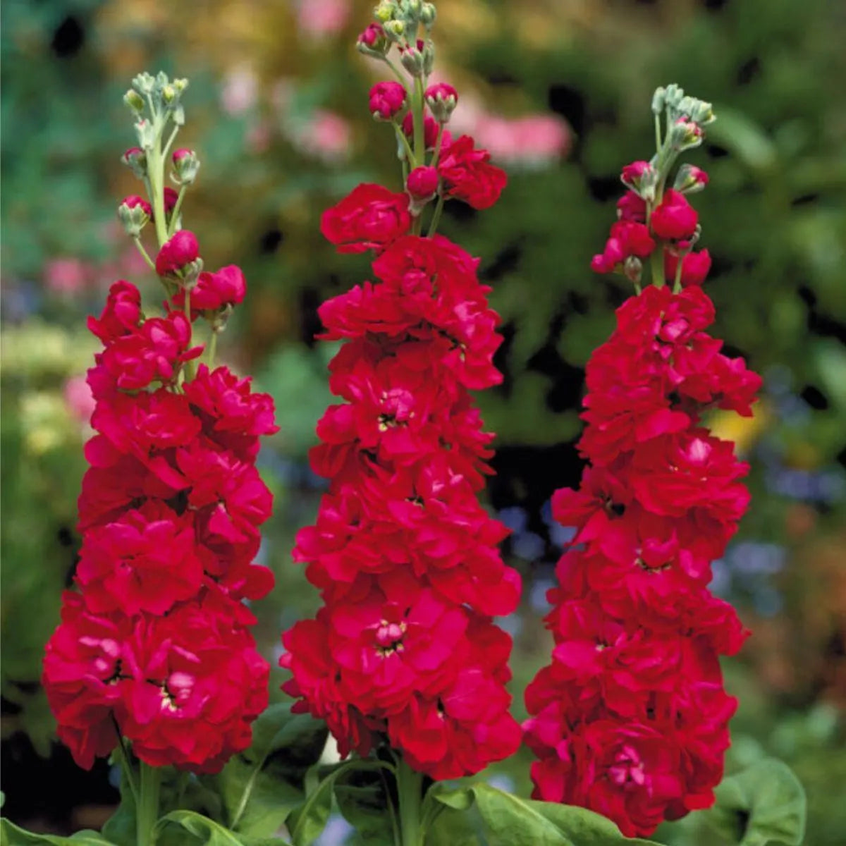 Maroon Matthiola Incana Flower seeds for Planting - Long Bloom Season, Heirloom & GMO Free Seeds for Home Garden
