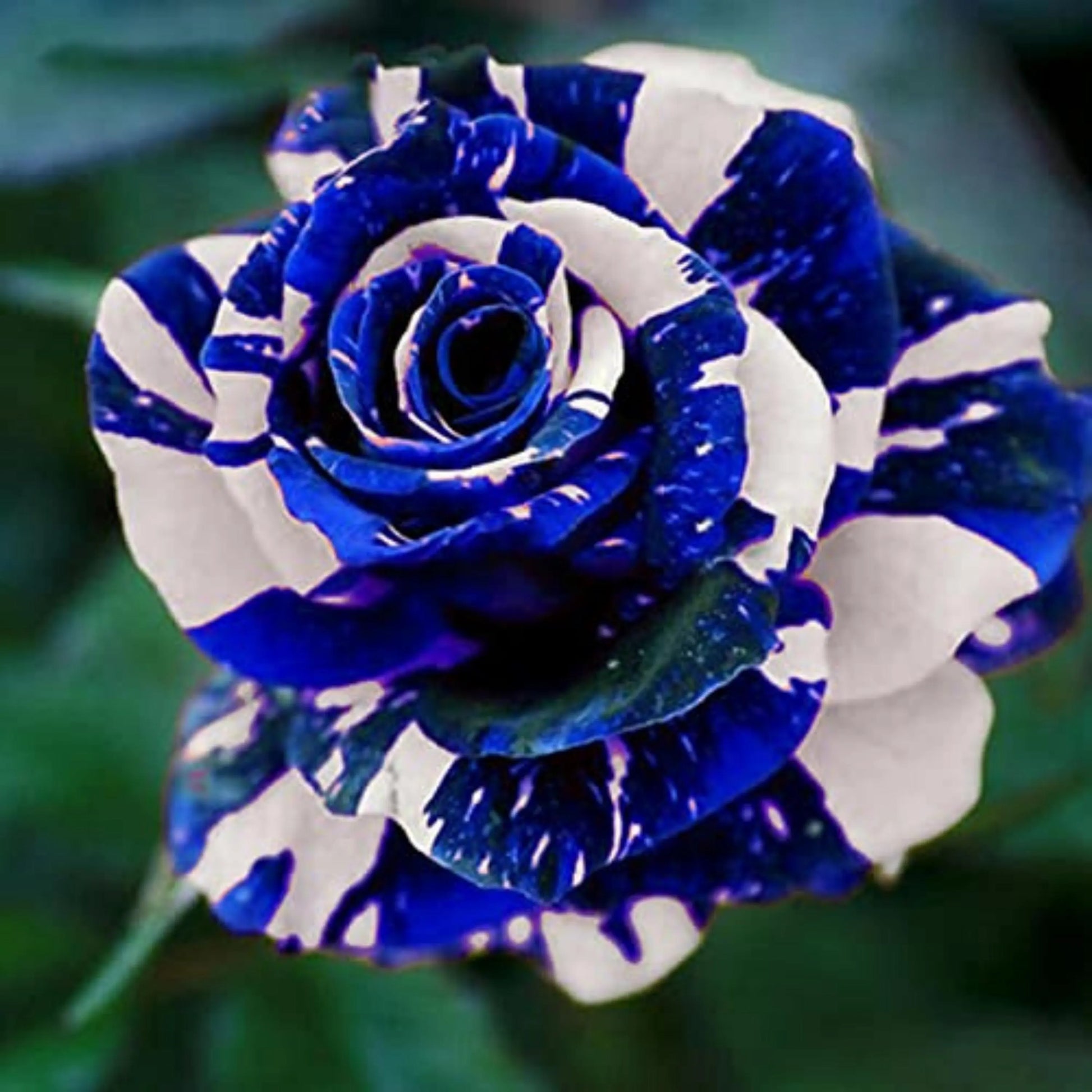 Dragon Rose Mixed Color Flower seeds for Planting Long Bloom Season Heirloom & GMO Free Seeds for Home Garden 
 
 Sale