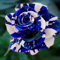 Dragon Rose Mixed Color Flower seeds for Planting Long Bloom Season Heirloom & GMO Free Seeds for Home Garden 
 
 Sale