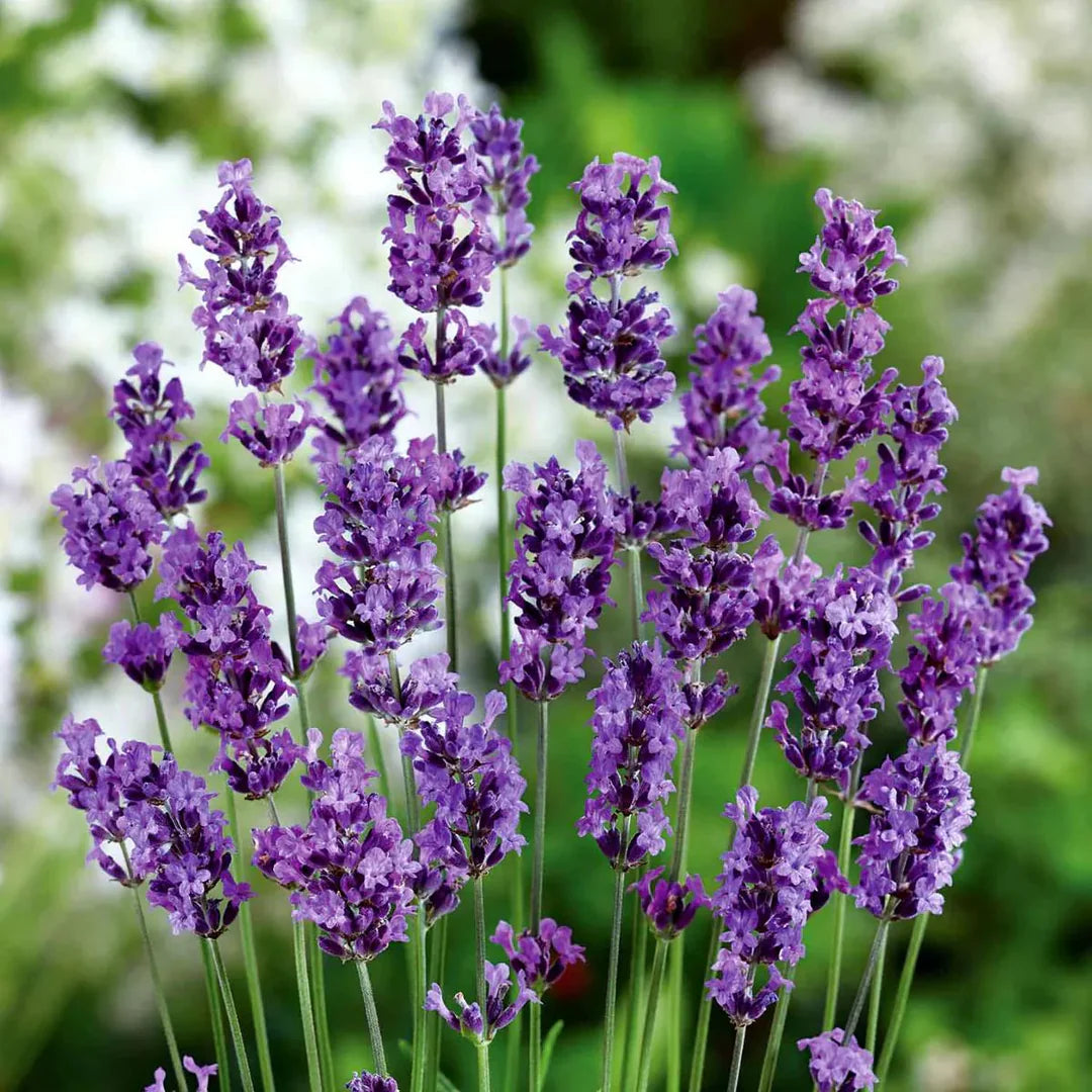 Lavender Fragrant Flower seeds for Planting Long Bloom Season Heirloom & GMO Free Seeds for Home Garden 
 
 Sale