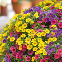 Calibrachoa Petunia Flower Calibrachoa spp. Seeds for Planting in Flower Bed & Garden