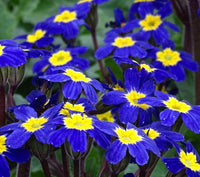 Blue Evening Primrose Flower seeds for Planting Premium Quality Heirloom & GMO Free Seeds for Home Garden