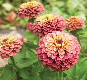 Queeny (Queeny Lime) seeds for planting in home garden