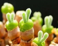 Green Stone Flower seeds for Planting Bright Blooms Heirloom & GMO Free Seeds for Home Garden
 
 Sale