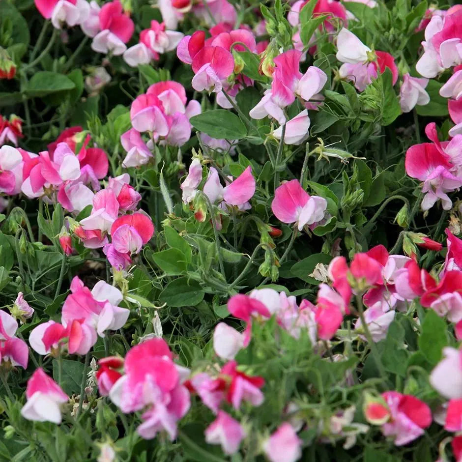 Sweet Pea Cupid Flower seeds for Planting Easy to Grow Heirloom & GMO Free Seeds for Home Garden