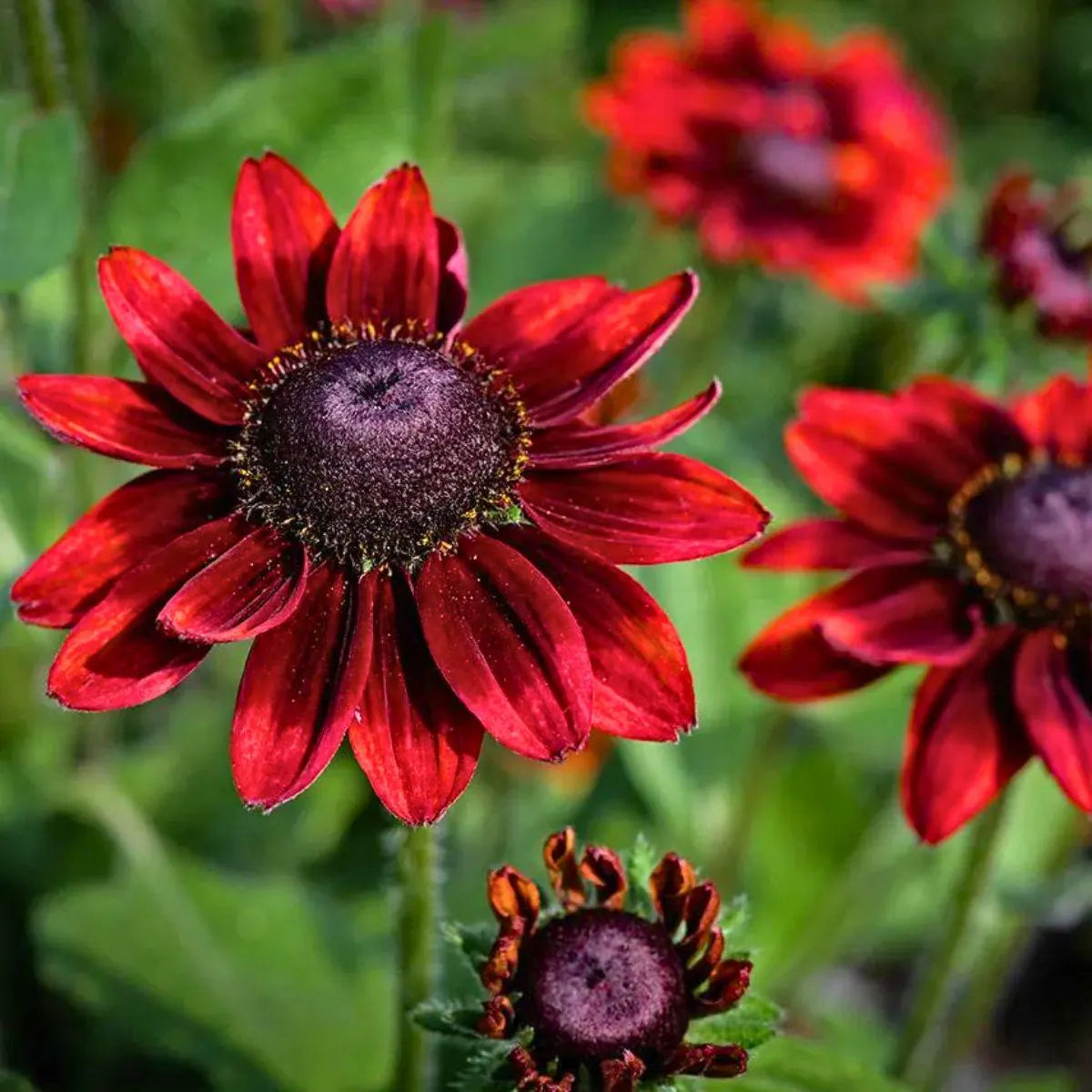 Cherry Brandy Rudbeckia Seeds for Planting flower bed