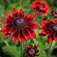 Cherry Brandy Rudbeckia Seeds for Planting flower bed