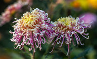 Japan Spider Chrysanthemums Seeds for Planting - Unique Floral Beauty