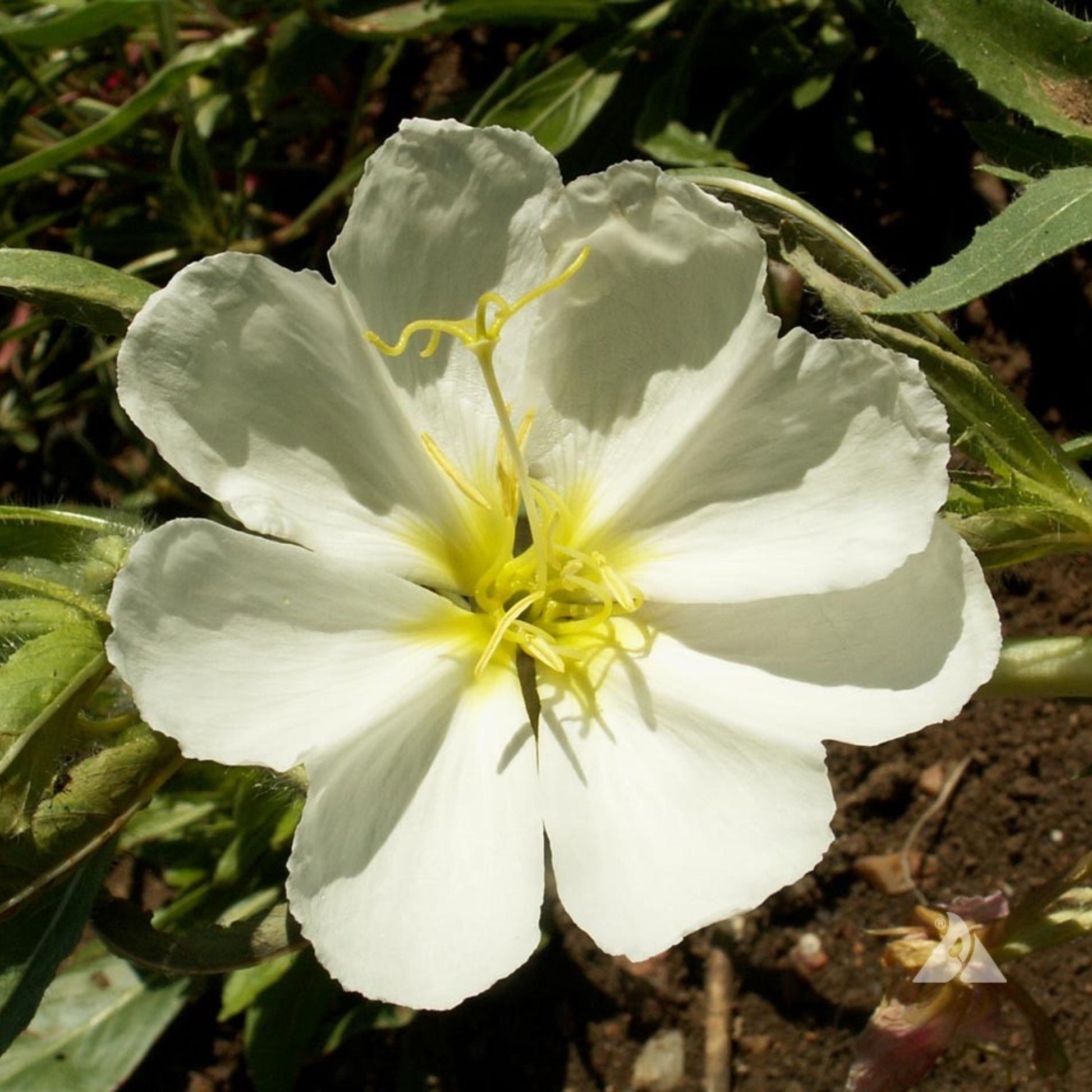 White Evening Primrose Flower Seeds for Planting - Perfect for Adding Elegance to Your Landscape