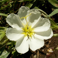 White Evening Primrose Flower Seeds for Planting - Perfect for Adding Elegance to Your Landscape