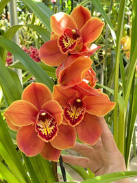 Orange Butterfly Orchid Flower seeds for Planting - Seasonal Bloomer, Heirloom & GMO Free Seeds for Home Garden