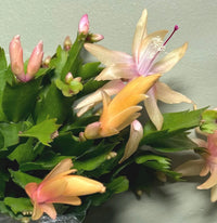 Yellow Schlumbergera Flower seeds for Planting Fragrant Blossoms Heirloom & GMO Free Seeds for Home Garden
