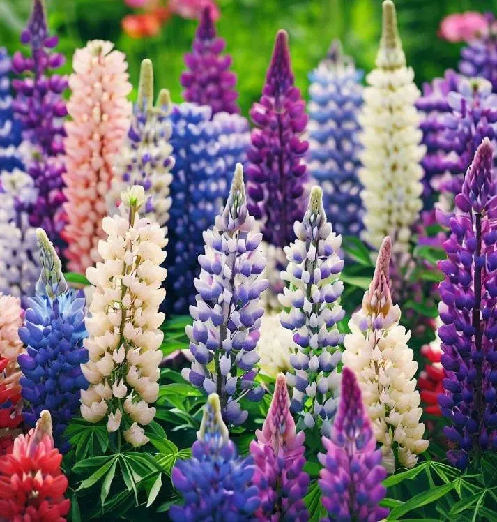 Lupine Mixed Flower seeds for Planting - Perfect for Borders, Heirloom & GMO Free Seeds for Home Garden
