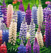 Lupine Mixed Flower seeds for Planting - Perfect for Borders, Heirloom & GMO Free Seeds for Home Garden