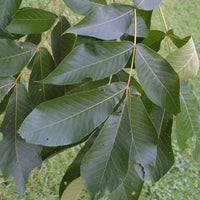 Kingnut Hickory Seeds - Carya laciniosa