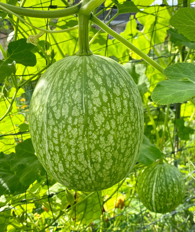 Green Cucurbita Pepo Ficifolia Seeds for Easy Planting