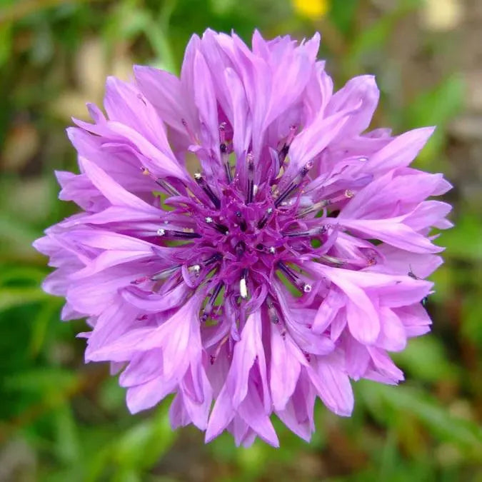 Purple Centaurea Flower seeds for Planting - Shade Tolerant, Heirloom & GMO Free Seeds for Home Garden