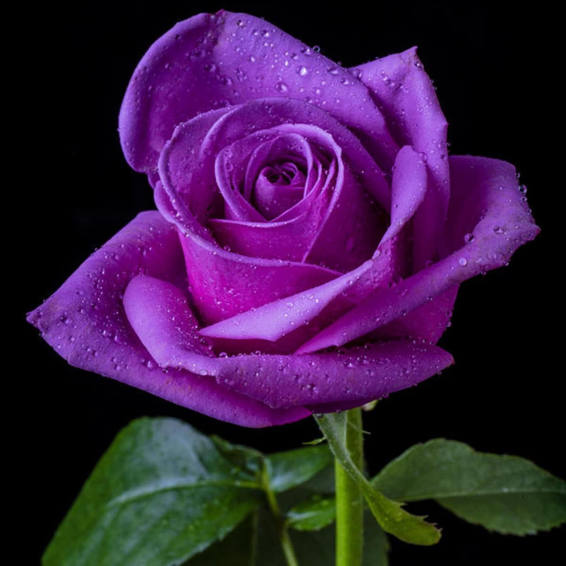 Purple Rose Flower seeds for Planting Easy to Grow Heirloom & GMO Free Seeds for Home Garden 
 
 Sale