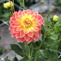 Butterscotch Dahlia Flower seeds for Planting - Sun Loving, Heirloom & GMO Free Seeds for Home Garden