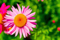 Pink Robinsons Flower seeds for Planting - Cut Flower Favorite, Heirloom & GMO Free Seeds for Home Garden
 
 Sale seeds for home garden
