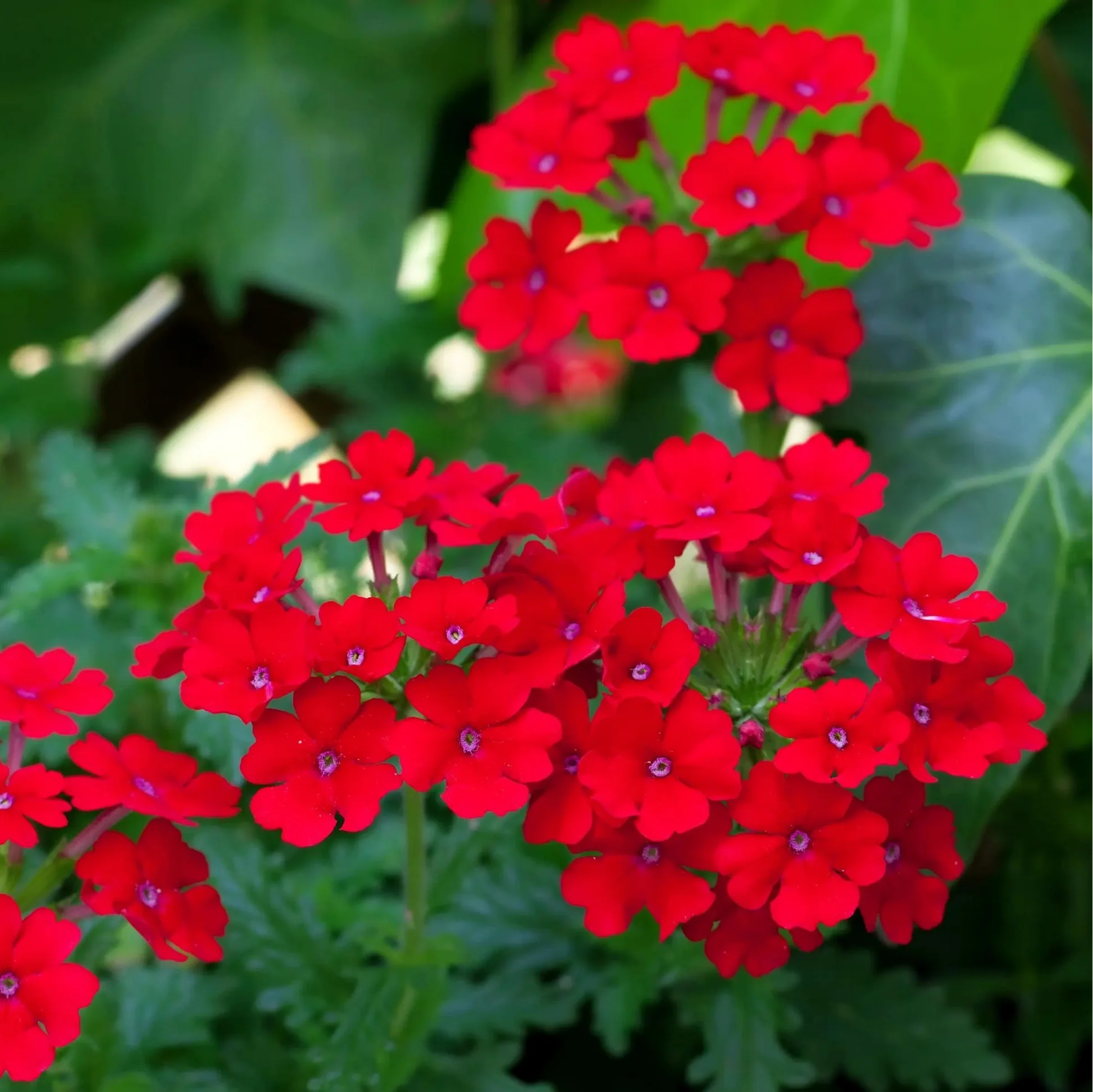 Red Verbena Scarlet Flower seeds for Planting Garden Favorite Heirloom & GMO Free Seeds for Home Garden
 
 Sale