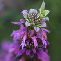 Violet Citriodora Flower Seeds  Easy Planting