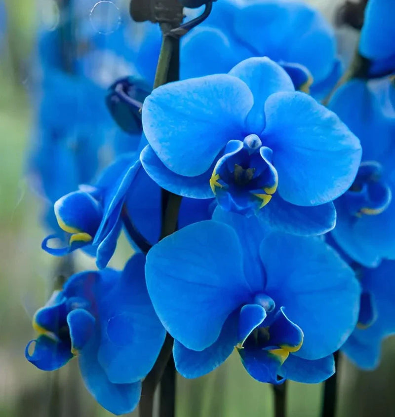 Orchid Flower Planting Seeds for Vibrant Blooms