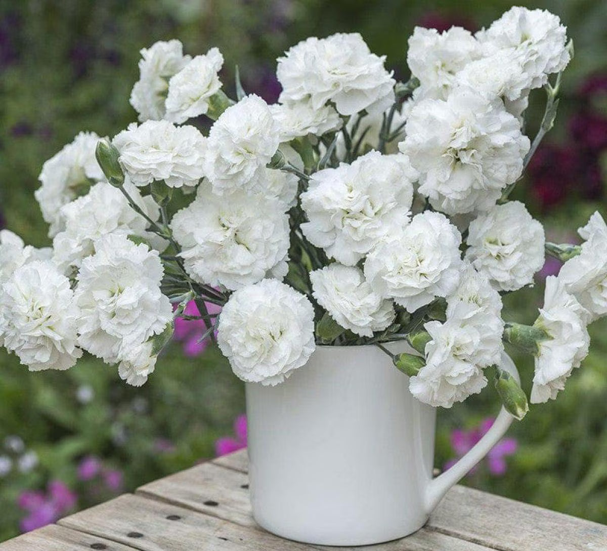 White Carnations Flower seeds for Planting Perfect for Borders Heirloom & GMO Free Seeds for Home Garden
