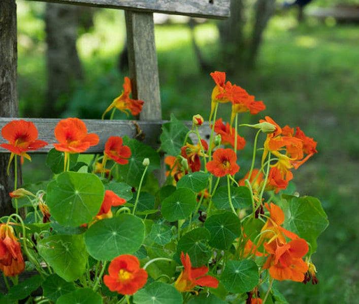 Kapuzinerkresse Flower seeds for Planting Long Bloom Season Heirloom & GMO Free Seeds for Home Garden