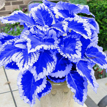 Blue Coleus Flower seeds for Planting - Colorful Display, Heirloom & GMO Free Seeds for Home Garden