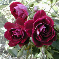 Burgundy Rose Flower Seeds for Planting Low Maintenance Heirloom & GMO Free Seeds for Home Garden
 
 Sale