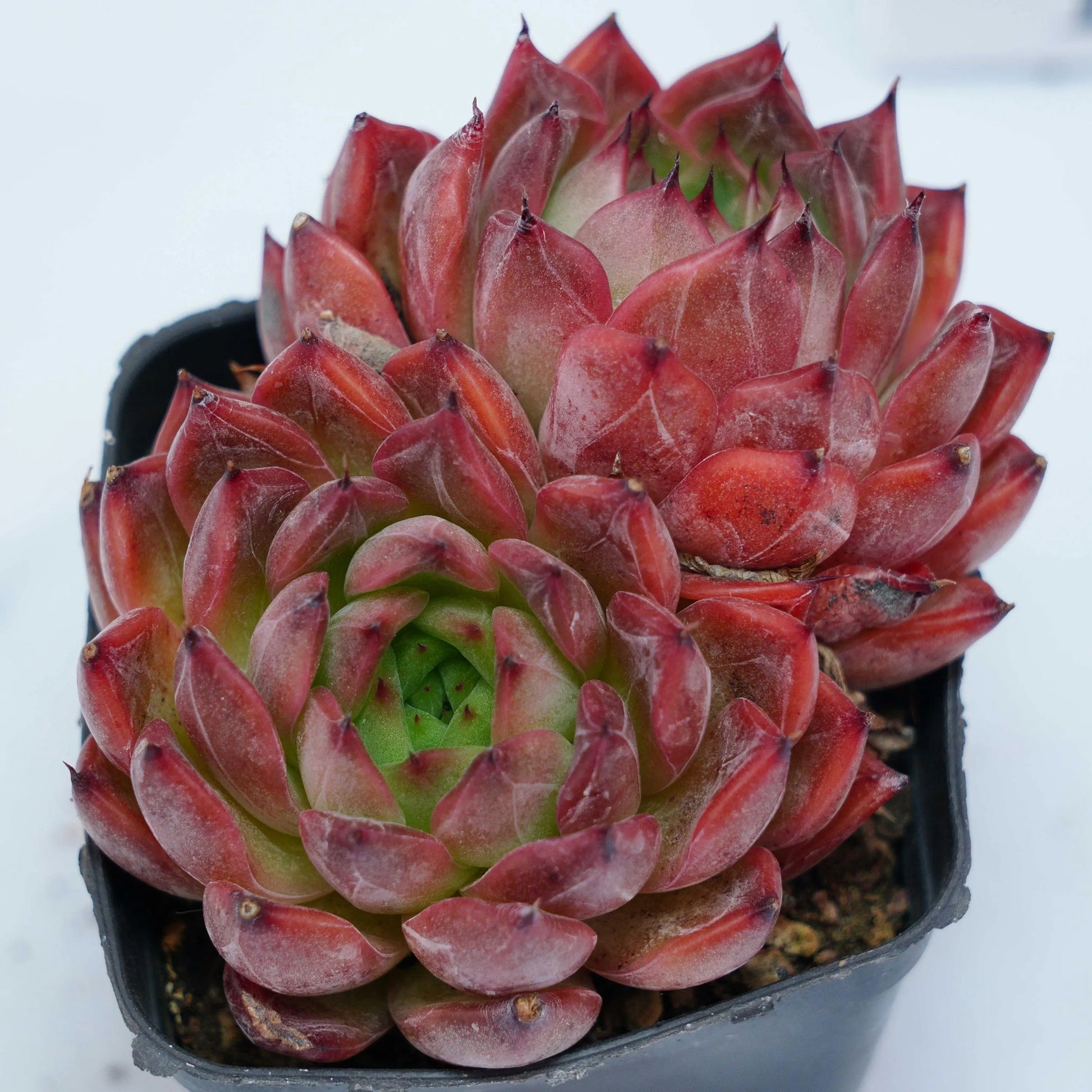 Dark Red Succulent Flower seeds for Planting Pollinator Friendly Heirloom & GMO Free Seeds for Home Garden