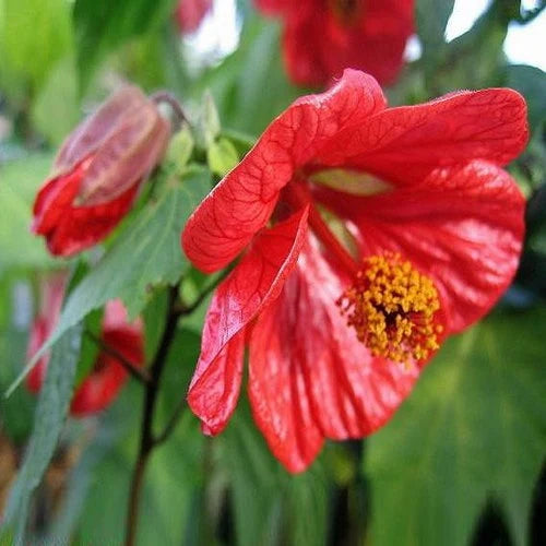 Abutilon Hybridum Flower seeds for Planting - Fragrant Blossoms, Heirloom & GMO Free Seeds for Home Garden