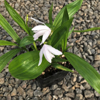 White Windbell Orchid Seed for Planting  Perfect for Cultivating Beautiful Blooms in Your Garden